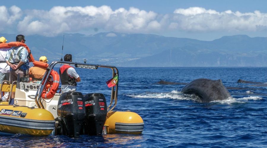 são miguel whale watching