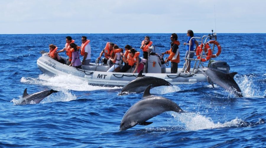 swiming with dolphins sao miguel island