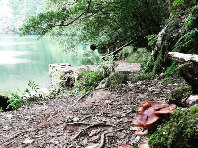 Lagoa do congro, uma joia escondida em são miguel